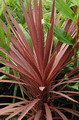 Cordyline australis